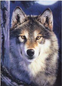 イガルーク 狼 北方犬種グッズショップ オオカミグッズと雑貨 狼グリーティングカード 草原の中の子狼